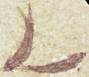Multiple Knightia Fossil Fish - Wyoming #60884-1